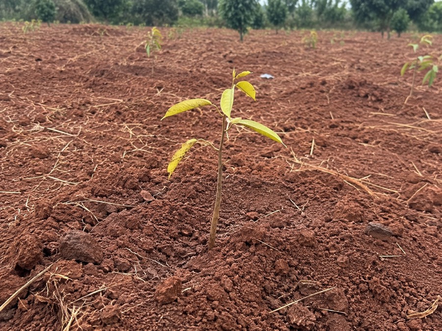 Cây con chậm lớn